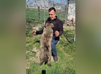 Zoya quirliges Hundemädel