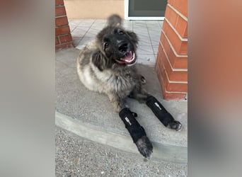 Zoya quirliges Hundemädel