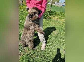 Zoya quirliges Hundemädel