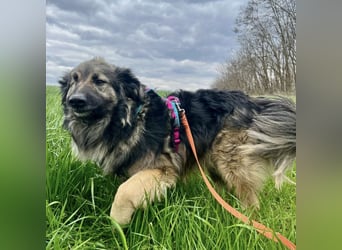 Billy braucht ein Zuhause