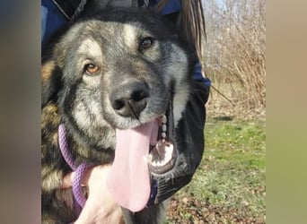 Aurora eine gutmütige große Hündin