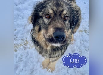 Garry ein treudoffer gutmütiger Hundebub