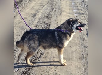 Aurora eine gutmütige große Hündin