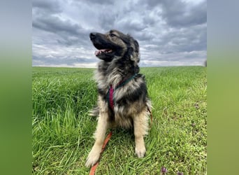 Billy braucht ein Zuhause