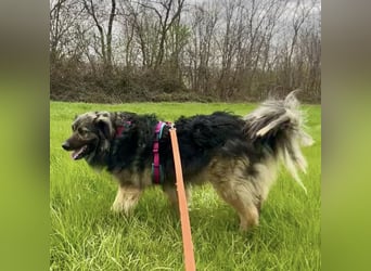 Billy braucht ein Zuhause