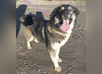 Aurora eine gutmütige große Hündin