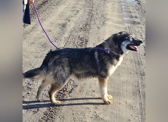 Aurora eine gutmütige große Hündin