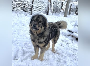 Garry ein treudoffer gutmütiger Hundebub