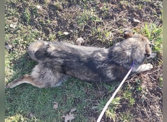 Aurora eine gutmütige große Hündin