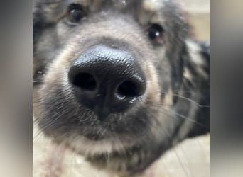 Garry ein treudoffer gutmütiger Hundebub