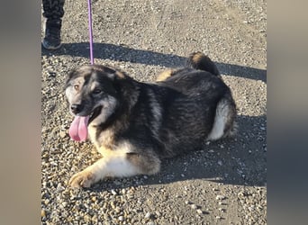 Aurora eine gutmütige große Hündin