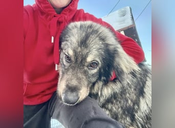 Garry ein treudoffer gutmütiger Hundebub