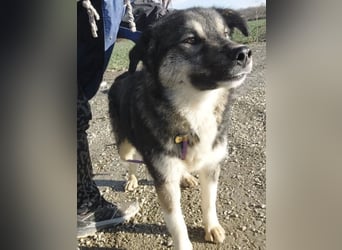 Aurora eine gutmütige große Hündin