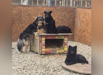 Billy braucht ein Zuhause