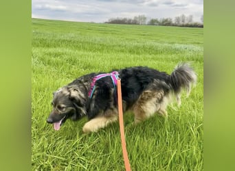 Billy braucht ein Zuhause