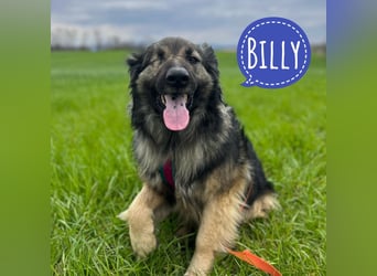 Billy braucht ein Zuhause