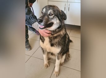 Aurora eine gutmütige große Hündin