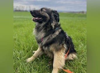 Billy braucht ein Zuhause