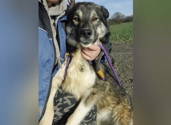 Aurora eine gutmütige große Hündin