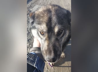 Aurora eine gutmütige große Hündin