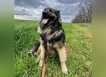 Billy braucht ein Zuhause