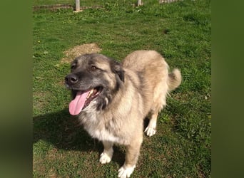 Bigi-Sarplaninac sucht sein Zuhause