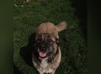 Bigi-Sarplaninac sucht sein Zuhause