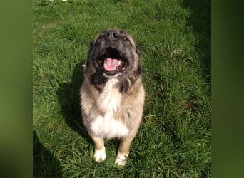 Bigi-Sarplaninac sucht sein Zuhause