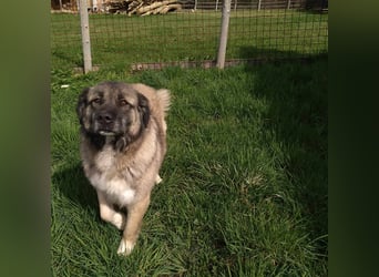 Bigi-Sarplaninac sucht sein Zuhause