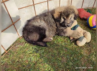 Eila - Sarplaninac Mädchen