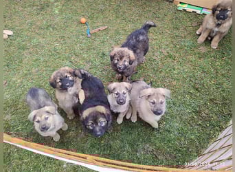 Eila - Sarplaninac Mädchen