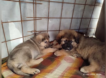 Eila - Sarplaninac Mädchen