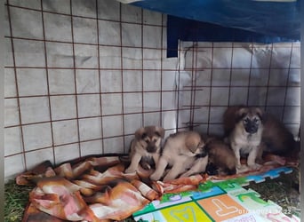 Eila - Sarplaninac Mädchen