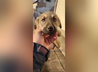 Eila - Sarplaninac Mädchen