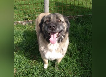 Bigi-Sarplaninac sucht sein Zuhause