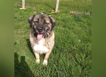 Bigi-Sarplaninac sucht sein Zuhause