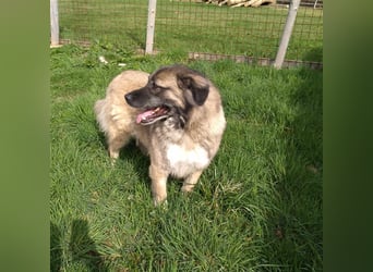 Bigi-Sarplaninac sucht sein Zuhause