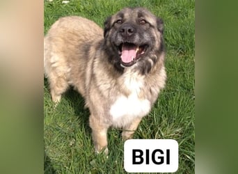 Bigi-Sarplaninac sucht sein Zuhause