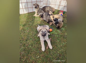 Eila - Sarplaninac Mädchen