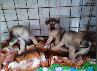 Eila - Sarplaninac Mädchen