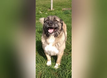 Bigi-Sarplaninac sucht sein Zuhause