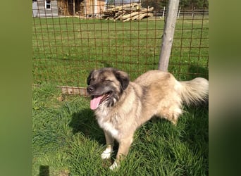 Bigi-Sarplaninac sucht sein Zuhause