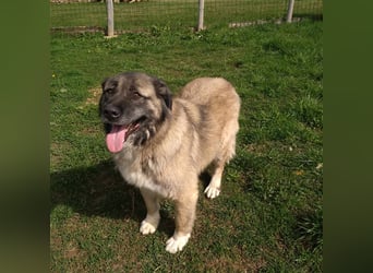 Bigi-Sarplaninac sucht sein Zuhause