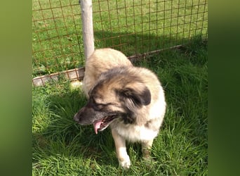 Bigi-Sarplaninac sucht sein Zuhause