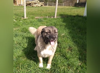 Bigi-Sarplaninac sucht sein Zuhause