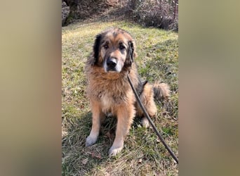 Bruce ❤️ so lieber + verträglicher Rüde!