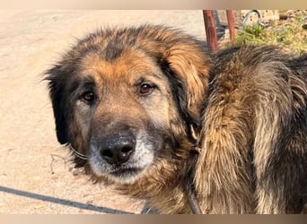 Bruce ❤️ so lieber + verträglicher Rüde!