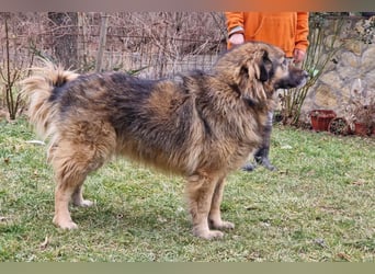Bruce ❤️ so lieber + verträglicher Rüde!