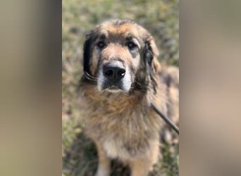 Bruce ❤️ so lieber + verträglicher Rüde!