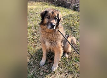 Bruce ❤️ so lieber + verträglicher Rüde!